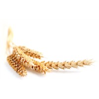 Протеины пшеницы (фитокератин), 50 гр