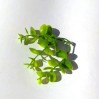 Брусничник, лист 8 см
