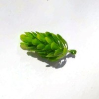 Хмель зеленый, насадка 5.5 см
