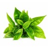 Зеленый чай СО2 экстракт, 10 мл