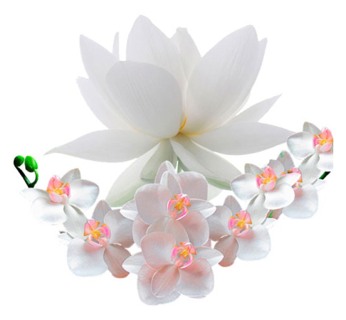 Белый лотос с орхидеями отдушка, 10 мл