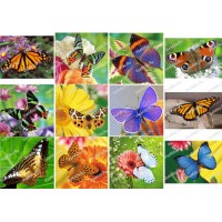 Бабочки - 2